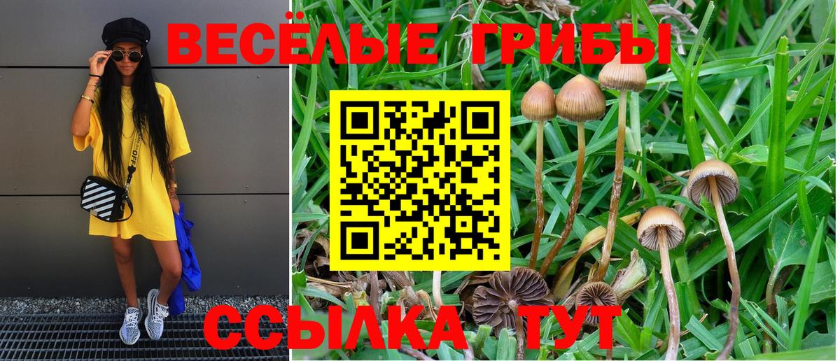 где можно купить   Вход с VPN  Галлюциногенные грибы MAGIC MUSHROOMS  Подольск  Галлюциногенные грибы GOLDEN TEACHER 